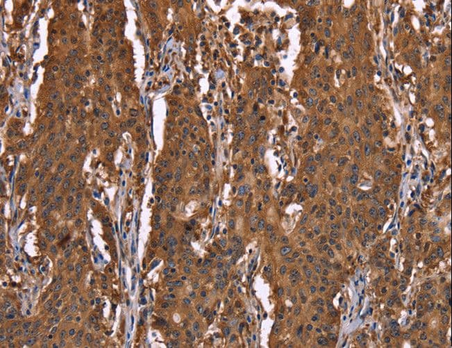 HINT / HINT1 Antibody