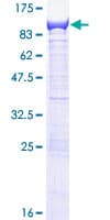 Human EFHC1 Protein (Recombinant GST)