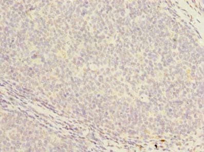 PCOLCE2 Antibody