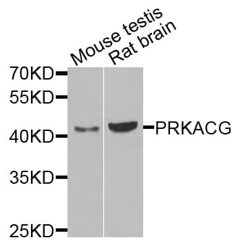 PRKACG Antibody
