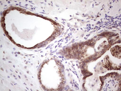 BHLHE41 / BHLHB3 / SHARP1 Antibody (aa1-297, clone OTI5B1)