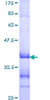 Human TFE3 Protein (Recombinant GST, N-terminus)