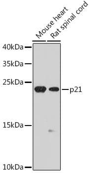 Polyclonal Rabbit anti-Human NSG1 Antibody (IF, WB)