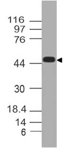 TREX1 Antibody