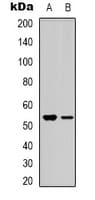 BMP3 Antibody (C-Terminus)