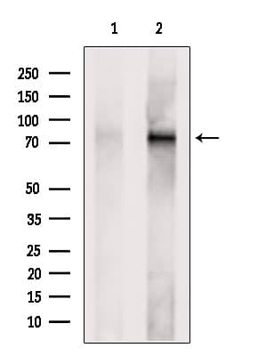 ECD Antibody