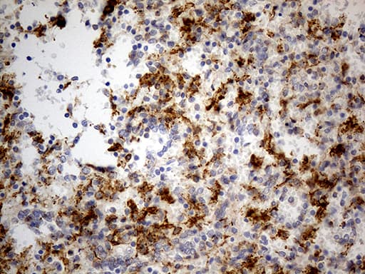 GRN / Granulin Antibody (aa327-593, clone OTI2D1)