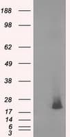 Monoclonal Mouse anti-Human NME4 Antibody (clone OTI1C11, IHC, IF, WB)