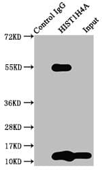 HIST1H4I Antibody