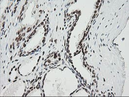 ZSCAN18 / ZNF447 Antibody (clone OTI2H7, Carrier-free)