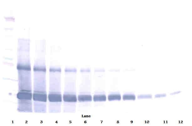 AIMP1 / EMAP II Antibody (Biotin)