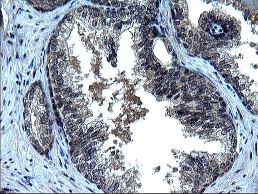 ZFAND3 / TEX27 Antibody (clone OTI1G7)
