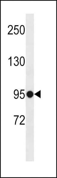 ELFN1 Antibody (aa766-792)
