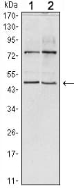 CTG-B45d / THAP11 Antibody (clone 3F3)