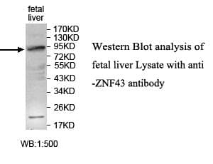ZNF43 Antibody (aa39-294)
