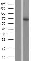 PPIL2 / CYP60 Protein (Over-Expression Lysate Myc-DDK (Flag))