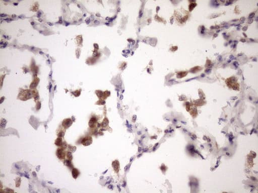 ZNF449 Antibody (clone OTI4C6, Carrier-free)