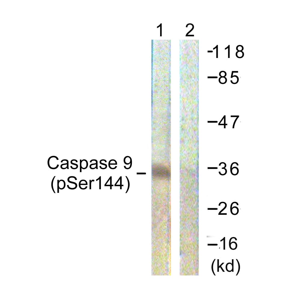 CASP9 / Caspase 9 Antibody (phospho-Ser144)
