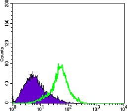 MTDH / Metadherin Antibody (clone 2F11C3)