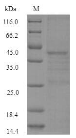 Escherichia coli lexA Protein (Recombinant 6His-SUMO, N-terminus)