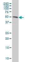 Monoclonal Mouse anti-Human RASSF8 Antibody (clone 2G1, IHC, IF, WB)