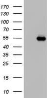 NAB1 Antibody (aa237-487, clone OTI5B11)