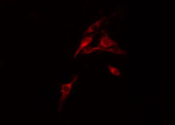 FXR2 Antibody