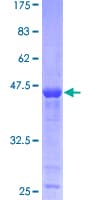 Human PPP1R14B Protein (Recombinant GST)