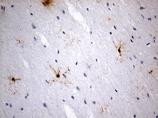Monoclonal Mouse anti-Human GPR17 Antibody (clone OTI6A3, Carrier-free, C-Terminus, IHC)