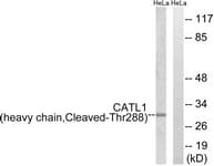 CTSL / Cathepsin L Antibody (aa239-288)