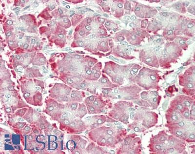 IHC-plus™ MANF / ARMET Antibody