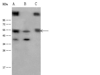 DPP2 / DPP7 Antibody (Preservative Free)