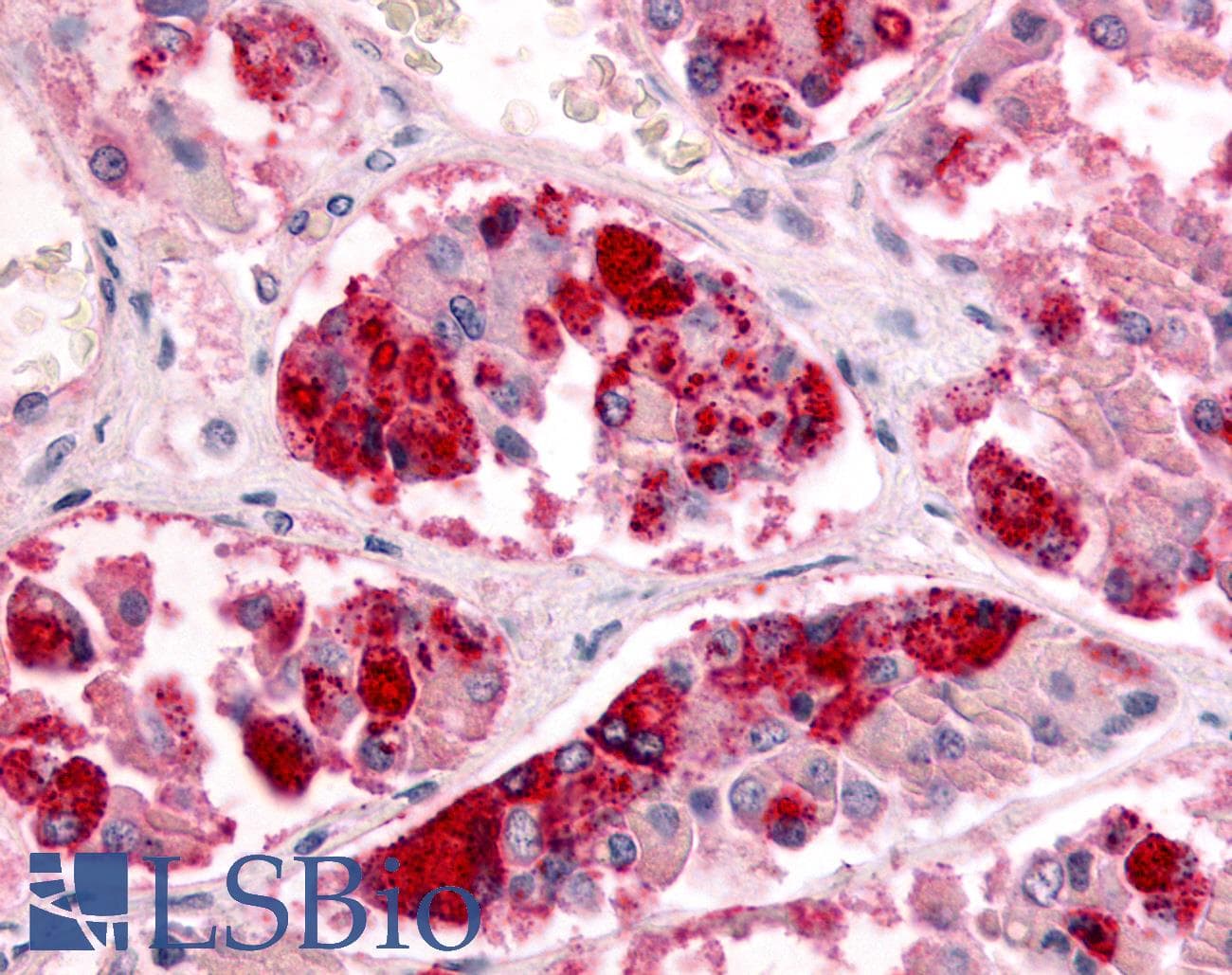 IHC-plus™ GPR151 Antibody (Extracellular Domain)
