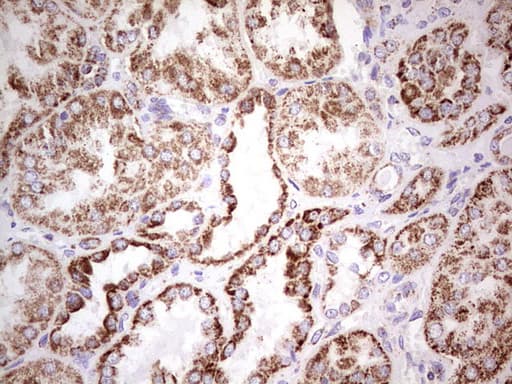 LRRC6 Antibody (clone OTI2F8, Carrier-free)