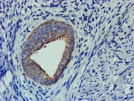 CHCHD5 Antibody (aa1-110, clone OTI6G6, Carrier-free)