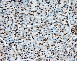 ERCC1 Antibody (clone OTI3F2, Carrier-free)
