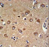 C12orf53 Antibody (aa75-103)