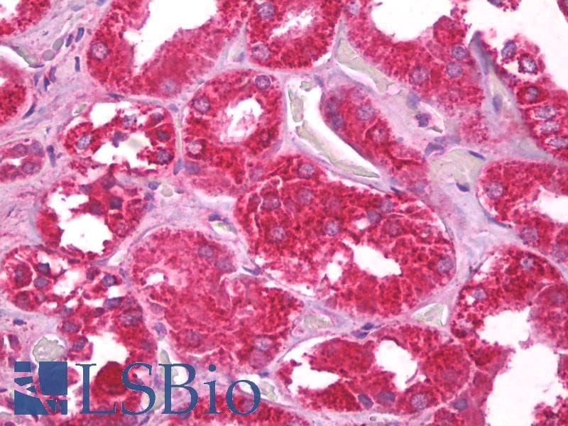 IHC-plus™ CHCHD3 Antibody (aa151-164)