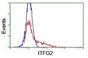 ITFG2 Antibody (clone OTI 2H5, Carrier-free)