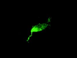 L1CAM Antibody (clone OTI1H3)