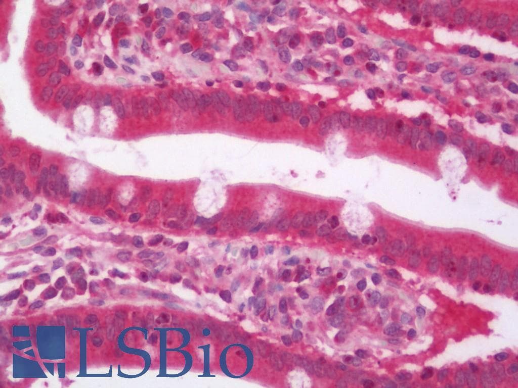 ARHGEF7 Antibody (Biotin)