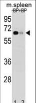 ASB3 Antibody (aa15-42)