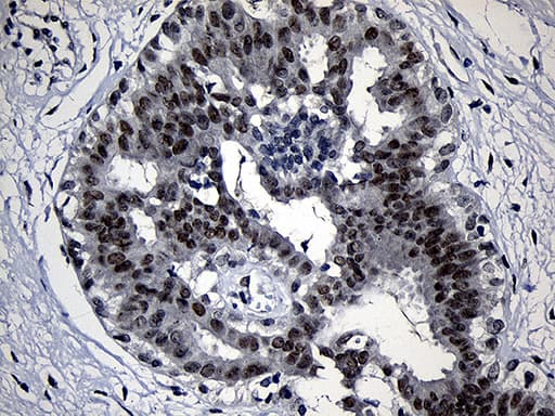 Monoclonal Mouse anti-Human ZKSCAN1 / ZNF36 Antibody (clone OTI2C9, Carrier-free, IHC, WB)