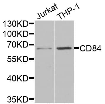CD84 / SLAMF5 Antibody