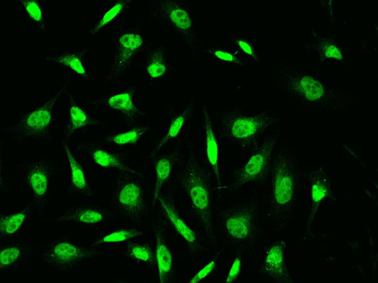 YY1 Antibody