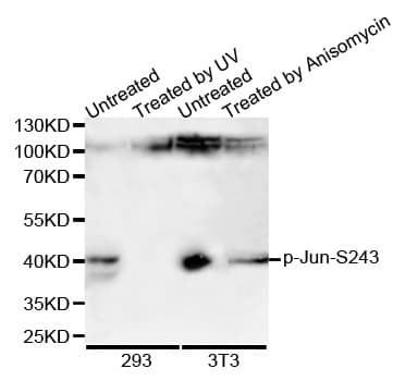 Polyclonal Rabbit anti-Human JUN / c-Jun Antibody (phospho-Ser243, IF, WB)