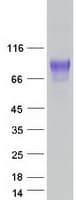 Human SYNCAM / CADM1 Protein (Recombinant Myc-DDK (Flag))