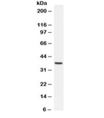 MAFA Antibody
