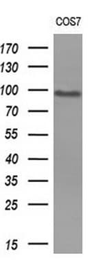 MALT1 Antibody (clone OTI4C3, Carrier-free)