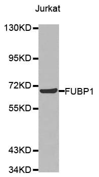 FUBP1 Antibody